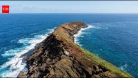 Hawaii once considered releasing cats to kill invasive rats on an island; scientists rejected the idea because the cats would attack native birds too