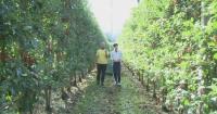Italian apple orchards suffer from early harvests due to extreme heat