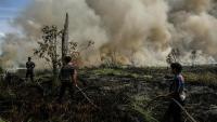 Indonesia Deploys 12,880 Personnel to Fight Forest Fires in Kalimantan, Sumatra
