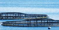 Farmed salmon DNA found in wild wish as charity calls for industry 'halt'