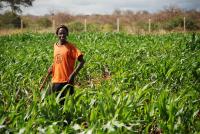 Susu: A source of resilience in Africa and the diaspora