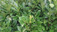 Call for cherry laurel sales ban over biodiversity concerns