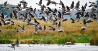 Martin Mere announces first Goosefest to celebrate arrival of thousands of geese
