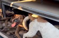 11 dogs rescued from meat trade in Kabwe