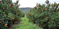 Why water rights aren’t enough to fix South Africa’s deeply unequal farming sector