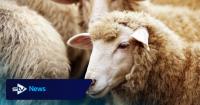 Farmers urged to vaccinate animals as bluetongue restrictions extended