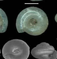 German researchers discover new species of micromollusks in the Ecuadorian Amazon