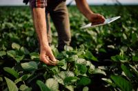 In Nebraska, UV-glowing soybeans could tip off farmers to disease before leaves show it