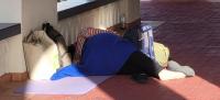 Guam rolls out five-year roadmap to combat homelessness