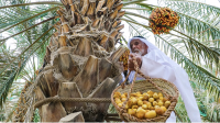 Abu Dhabi date festivals preserve agricultural heritage across generations