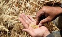 FAO: Egypt Set to Remain Arab World's Largest Wheat Producer in 2026