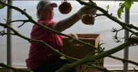 Agriculture in NWLA: See inside the tomato greenhouses at Red River Research Station