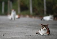 Letter: Apply science, aloha to solve cat problem