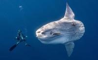 Scary, Intimate, Beautiful: The Finalists Of Ocean Photographer Of The Year 2026