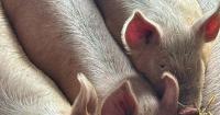 Michigan State Fair stepping up livestock precautions after swine flu case