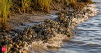 The Savannah River swapped bare marsh edge for oyster reefs in 2023; wave energy fell by up to 40%, giving Georgia coasts a tougher storm shield