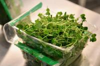 Minneapolis Sprout Grower Issues Recall After Two Different Bacteria Sicken Fifty-Five People Across Fifteen States