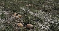 Drought and floods are making farming harder in Kosovo