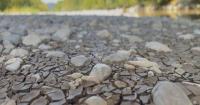 Rescuers race to save dying fish as Swiss river dries fast