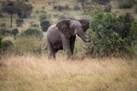 Kenya's elephant death mystery deepens as vultures, hyenas feed on carcasses unharmed