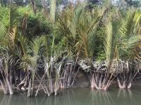Bangladesh Targets Global Carbon Markets with New Sundarbans Deep-Soil Study