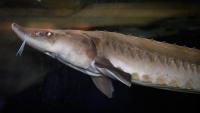 Sturgeon, 'living fossils,' may be older than thought — way older