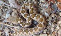 Austrian boy, 4, bitten by venomous snake at Croatian campsite