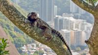 Drought may bring monkeys, mosquitoes, and yellow fever closer to Brazil’s cities