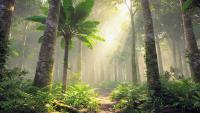 Letting tropical forests regrow naturally could cut restoration costs