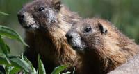 Good-Humored Scientists Create ‘OnlyMarms’ Page to Boost Marmot Conservation and Donations