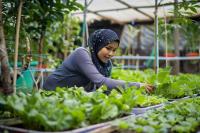 UAE launches Women Farmer Field Schools program 1st phase