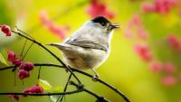 A songbird that navigates by Earth’s magnetic field just became the first migratory bird with a complete 3D brain map