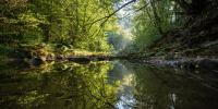 Earth’s forests took 100,000 years to recover from the last climate shock — this one is moving 10 times faster