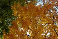 The Old Farmer’s Almanac Reveals the Best Weeks to Catch Peak Fall Foliage This Year