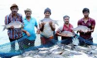 India Ranks 2nd Globally In Fish Production