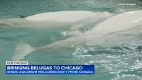 Our Chicago: Shedd Aquarium welcomes beluga whales from Canada