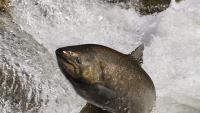 California’s most endangered salmon face a deadly 15-day window