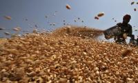 Egypt expected to lead Arab World in wheat production in 2026: FAO