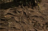 Homeowner Spent Weeks Carefully Exposing the Root Flare of a Young Chinese Pistache, Then Learned the Tree Had Been Buried Too Deep From the Start