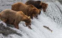 Here’s What Bear ‘Happy Hour’ Looks Like in Alaska’s Katmai National Park