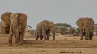 Kenya arrests four suspects over deaths of 18 elephants in Amboseli