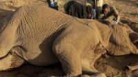 Mystery elephant deaths in Kenya leave experts divided over cause