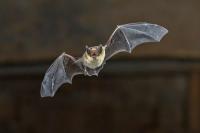 It’s that batty time of year here in Florida