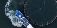 Farmed Salmon Mortality Reaches 3% in Iceland in June