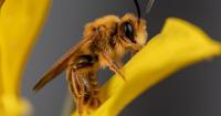 National Geographic Explorer to spotlight Santa Barbara’s native bees