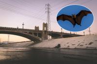 “Discover the mysterious bats of the LA River”: A unique craft beer and nocturnal wildlife walk is coming to Frogtown Brewery on August 28