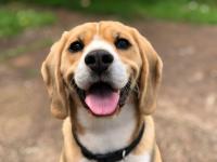 Rescue Beagle Whose Vocal Cords Were Cut From Lab Testing Attempts His First Howl, and It's the Best
