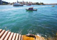 Australia confirms H5N1 bird flu case in fur seal