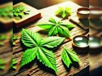 Don't miss the cannabis bus