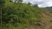 Experiment in Costa Rica: coffee pulp used to accelerate tropical forest regeneration
